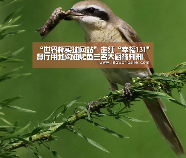 世界杯投注